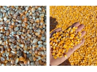 霉变玉米对蛋鸡生产性能的影响