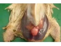 家禽肝病的防控思路