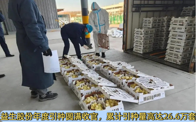 益生股份年度引种圆满收官，累计引种量高达26.6万套