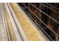 冬季饲料的储存与使用，建议您关注这几点