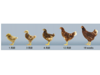 蛋鸡青年期培育：高效产蛋的“奠基工程”，抓好这几点稳高产！