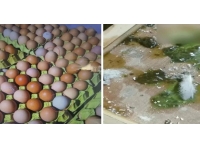 临床中如何分辨新城疫与低致病禽流感