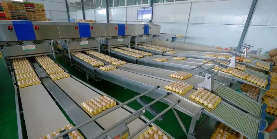 厚全分拣车间.jpg