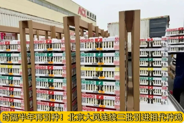 时隔半年再引种！北京大风连续三批引进祖代种鸡