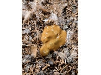夏天鸡肠毒治疗的药物组方缺陷