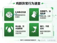 每天巡鸡舍，这些细节别忽视