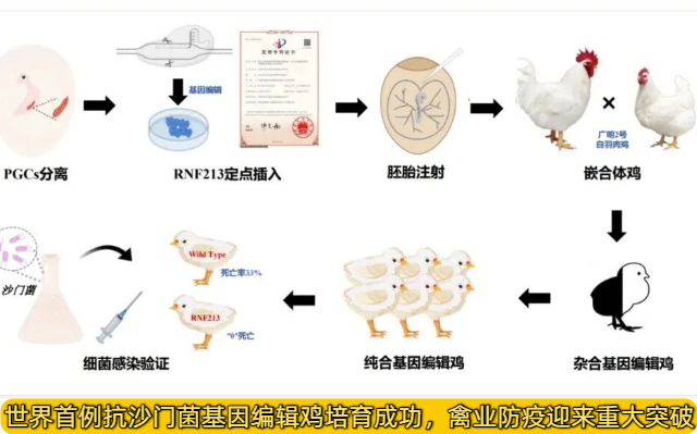 世界首例抗沙门菌基因编辑鸡培育成功，禽业防疫迎来重大突破