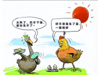 养殖户必存！高温多雨防减产、防碎蛋、防腹泻攻略，错过损失惨重