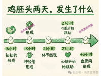 孵化（二）｜鸡蛋胚胎头两天有哪些变化？