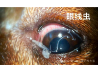 蛋鸡眼睛老是红肿流泪、有干酪物？别只当呼吸道病治，可能忽略了“眼里的寄