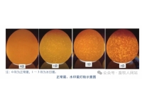 热应激如何＂偷走＂蛋壳质量？从子宫钙化到蛋壳变薄的机理