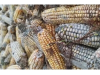 饲料脱霉剂的分类与使用注意事项