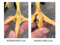 笼养蛋鸡裂爪的原因分析