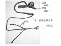 饲养重在管理，养殖重在保健，保护肝肠健康至关重要！