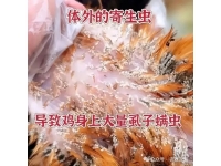 蛋鸡养殖需警惕：小小鸡虱子，隐藏的大隐患