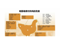 对肉鸡危害最大的三大霉菌毒素