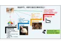 高温季节，鸡群可能经历哪些变化