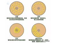 冷应激对雏鸡的危害