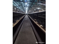 笼养肉鸡分笼细节管理要点(实践应用)