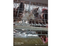 蛋鸡掉毛解析
