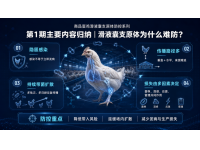 滑液囊支原体（MS）为什么这么难防？（第1期）