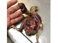 大肠杆菌感染肉鸡: 死亡前的五大警示信号