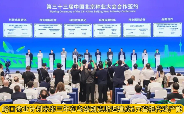 峪口禽业签下乌兹别克斯坦三年大单，计划未来三年在乌建成6万套祖代鸡产能