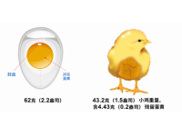 影响雏鸡舒适度与成活率的关键因素