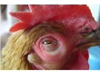 肉鸡流行病，抓住原发病是关键！