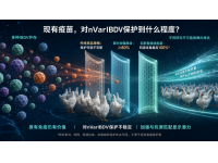 IBD新型变异株流行后，现有疫苗还能保护到什么程度？