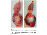饲料颗粒大小、肌胃发育与肉鸡生产性能之间的关系