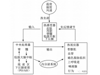 家禽热平衡及其调节