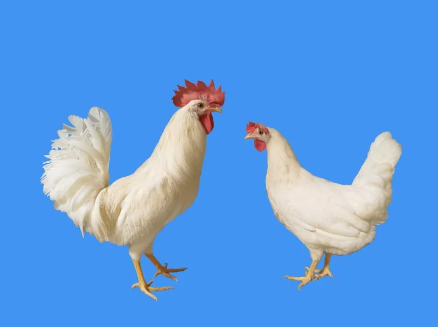 1785832606728055373.png 1785832606728055373.png