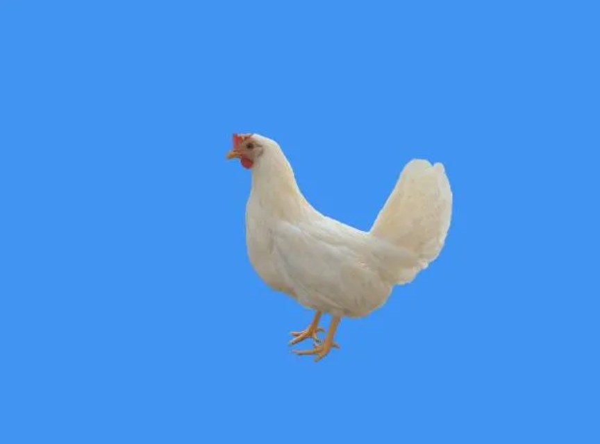 1785832633528015233.png 图片3.png