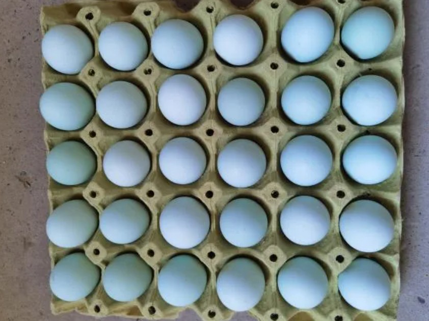 1785832665678047781.png 图片4.png