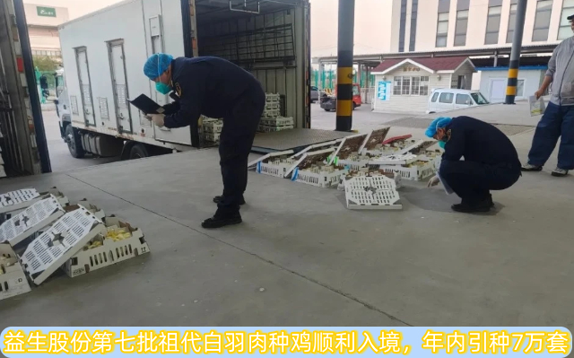 益生股份第七批祖代白羽肉种鸡顺利入境，年内引种7万套