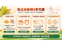 新玉米下来了，这套＂用粮指南＂请收好！