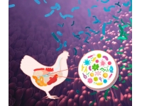 家禽肠道健康的两大威胁：生物安全漏洞与菌群失衡