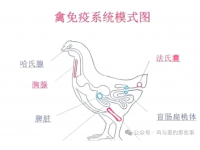 先别急着给鸡“增强免疫力”——你可能一直在做反方向的事