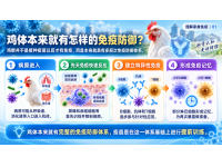 鸡群为什么需要疫苗？——认识免疫防御体系