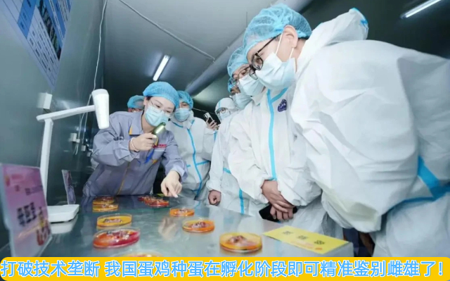 打破技术垄断 我国蛋鸡种蛋在孵化阶段即可精准鉴别雌雄了！